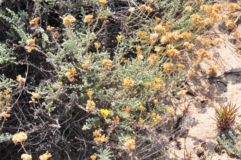 Helichrysum italicum subsp. tyrrhenicum / Perpetuini d''Italia